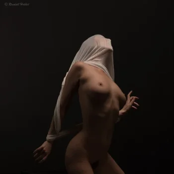 Nymfaea — photo 2